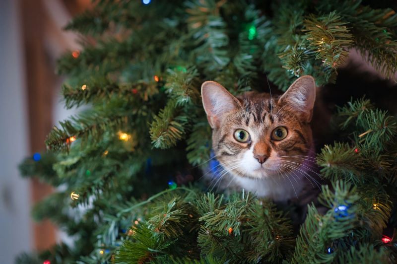 cat in the tree